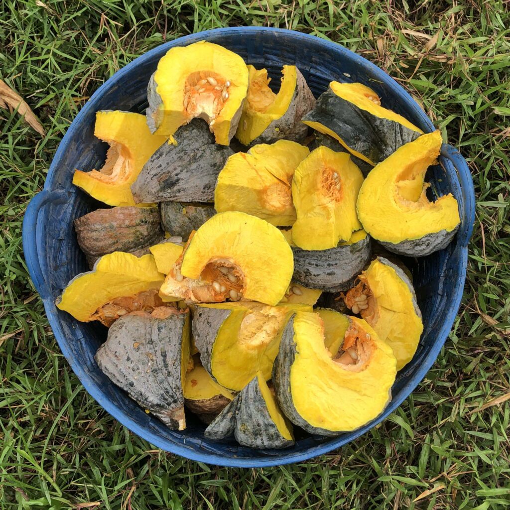 ตะกร้าฟักทอง