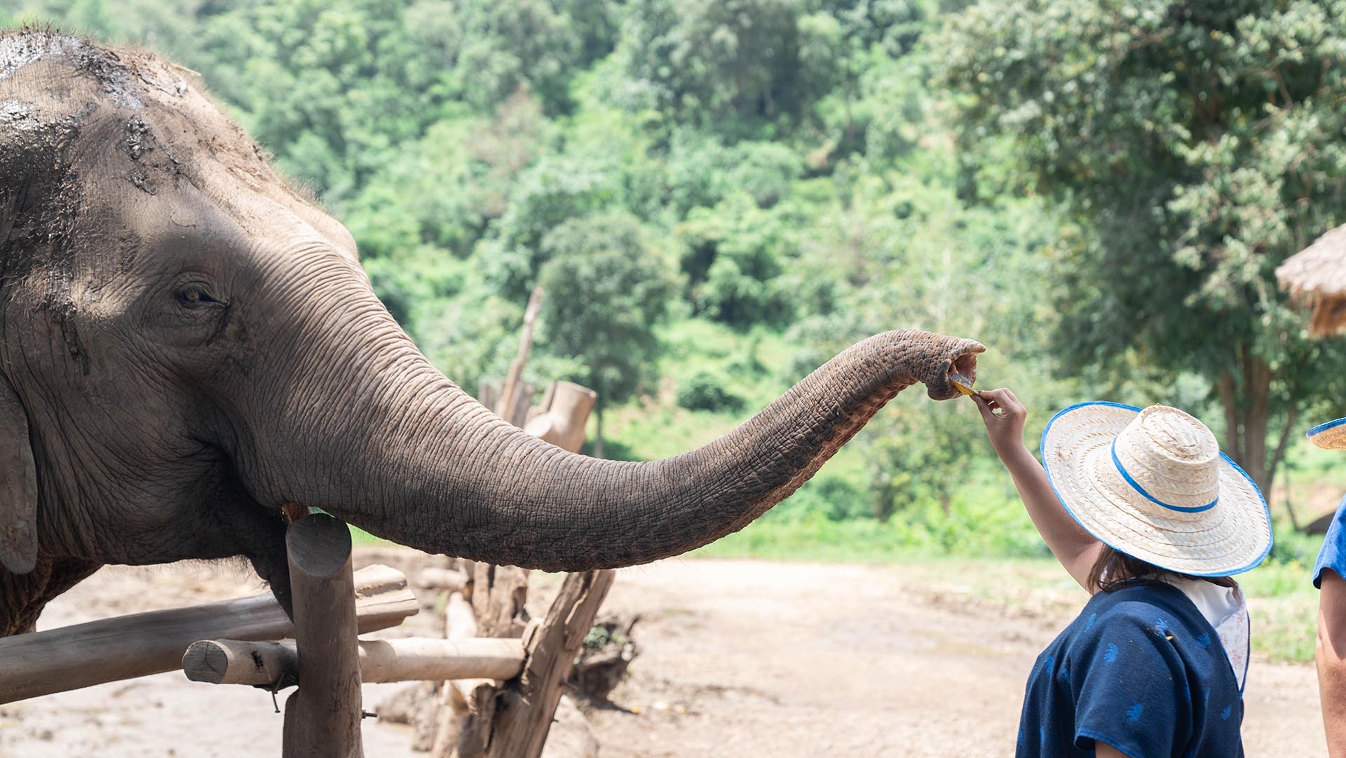Support Elephant 2025