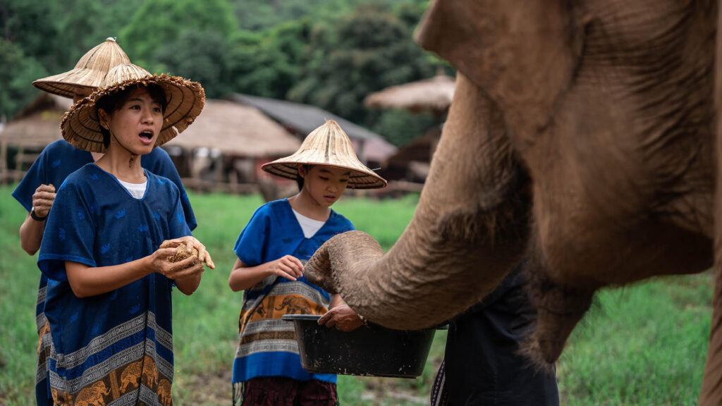 People feed elephant