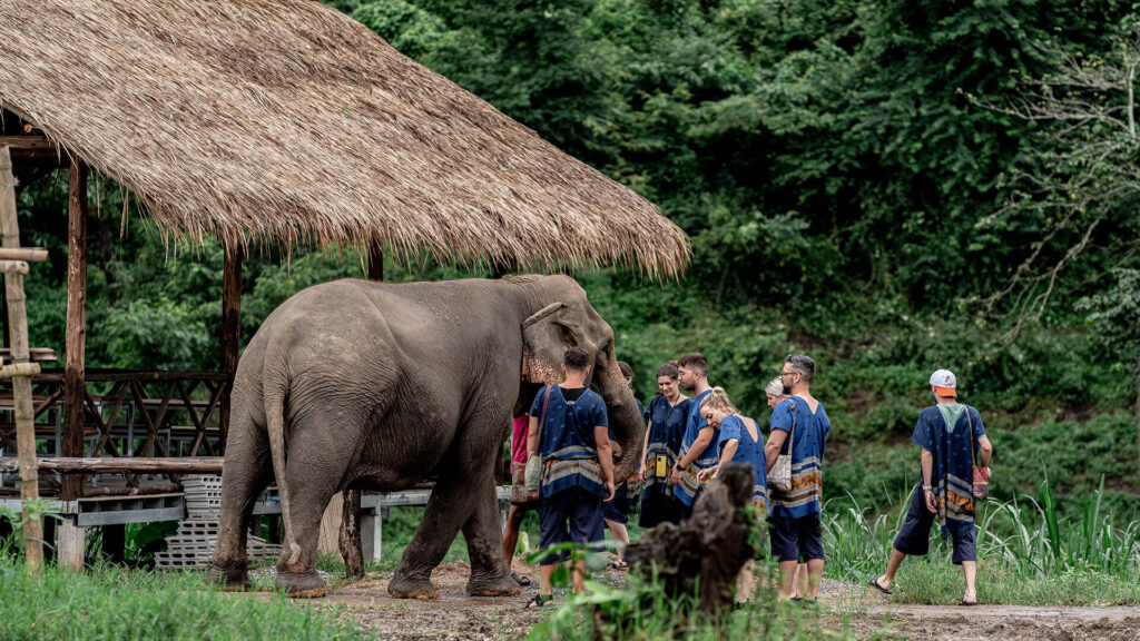 Half Day afternoon program for new elephant home