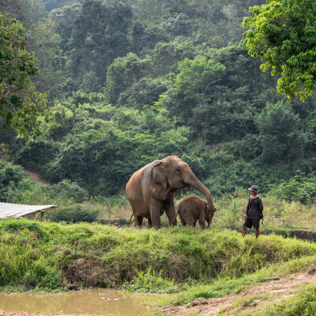 Chiang Mai Elephant Sanctuary, Bamboo Rafting and Waterfall Tour